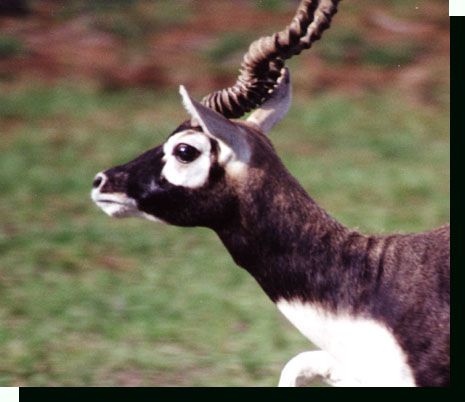 blackbuck face