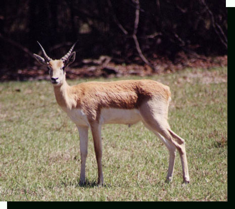 juvenile blackbuck