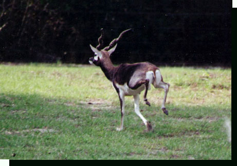 running buck