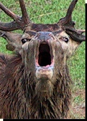 Roaring red deer. Close up views of the face of a roaring stag.