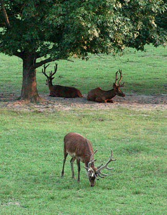 Cervus elaphus