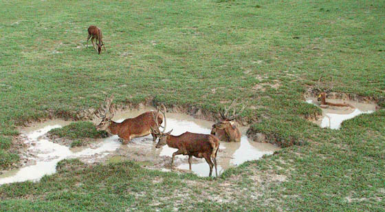elk bulls and red deer stags wallowing