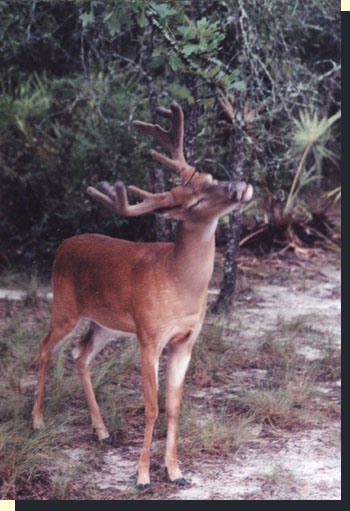 Deer antlers are made of true bone that is fed by the covering of velvet.